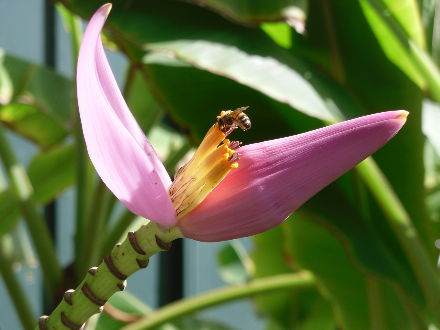 Local flowers